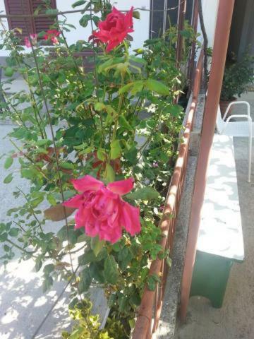 Appartement Pavlinovic Jure à Makarska Extérieur photo