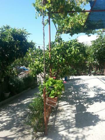 Appartement Pavlinovic Jure à Makarska Extérieur photo